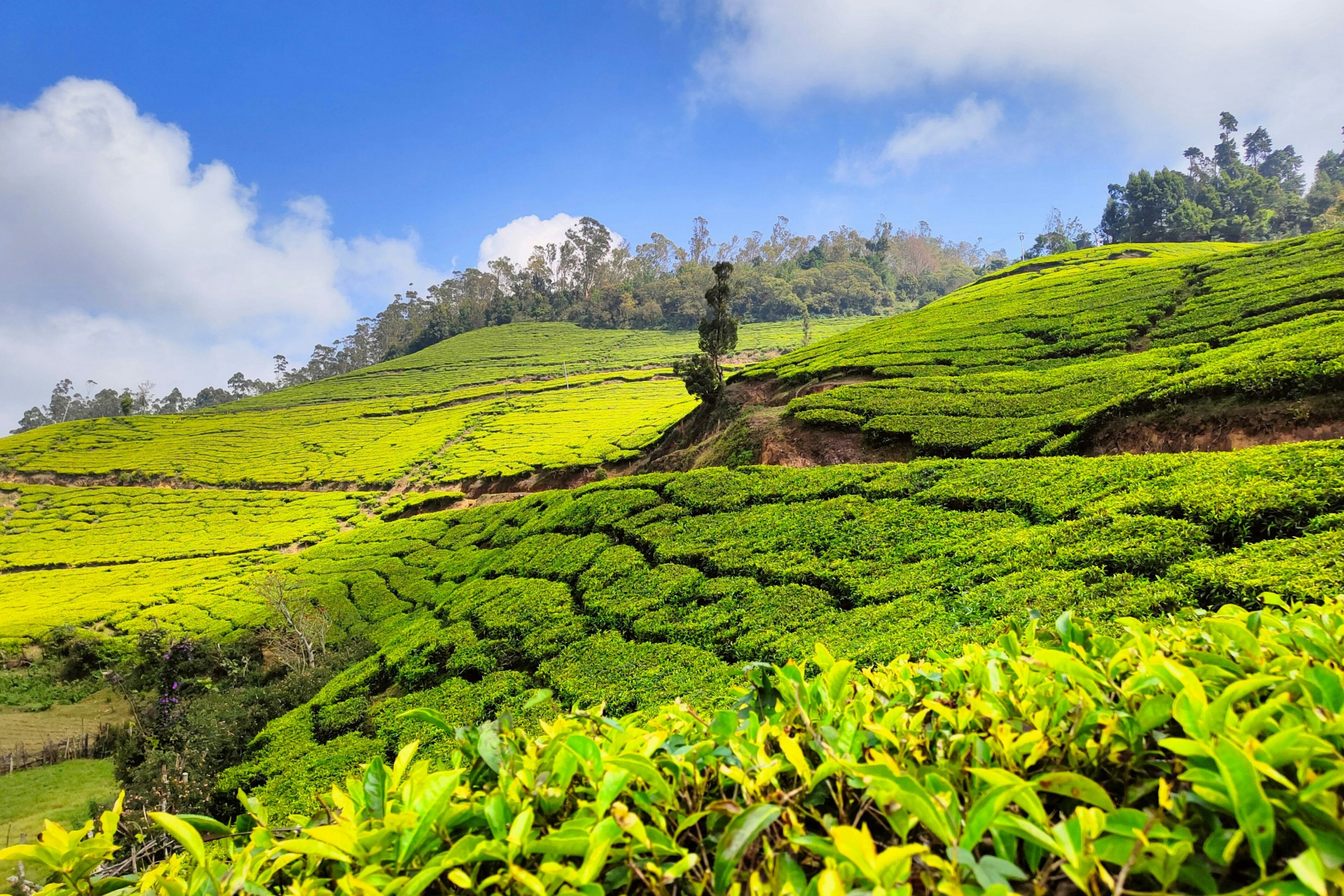 Munnar 3-Day Itinerary - Tea Gardens, Waterfalls & More
